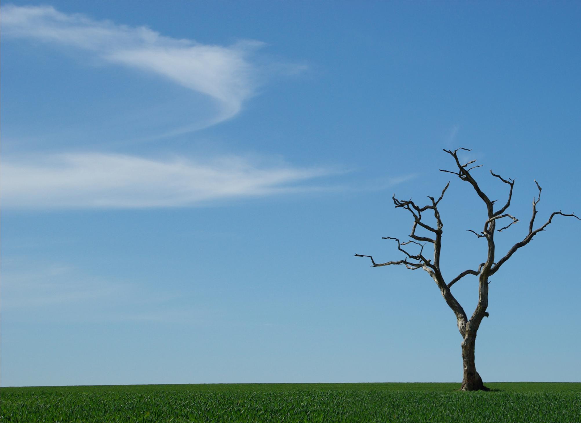 dead tree color