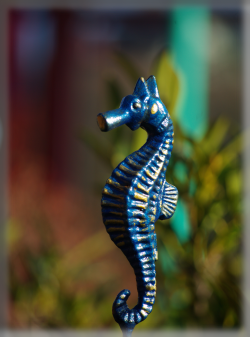 seahorse